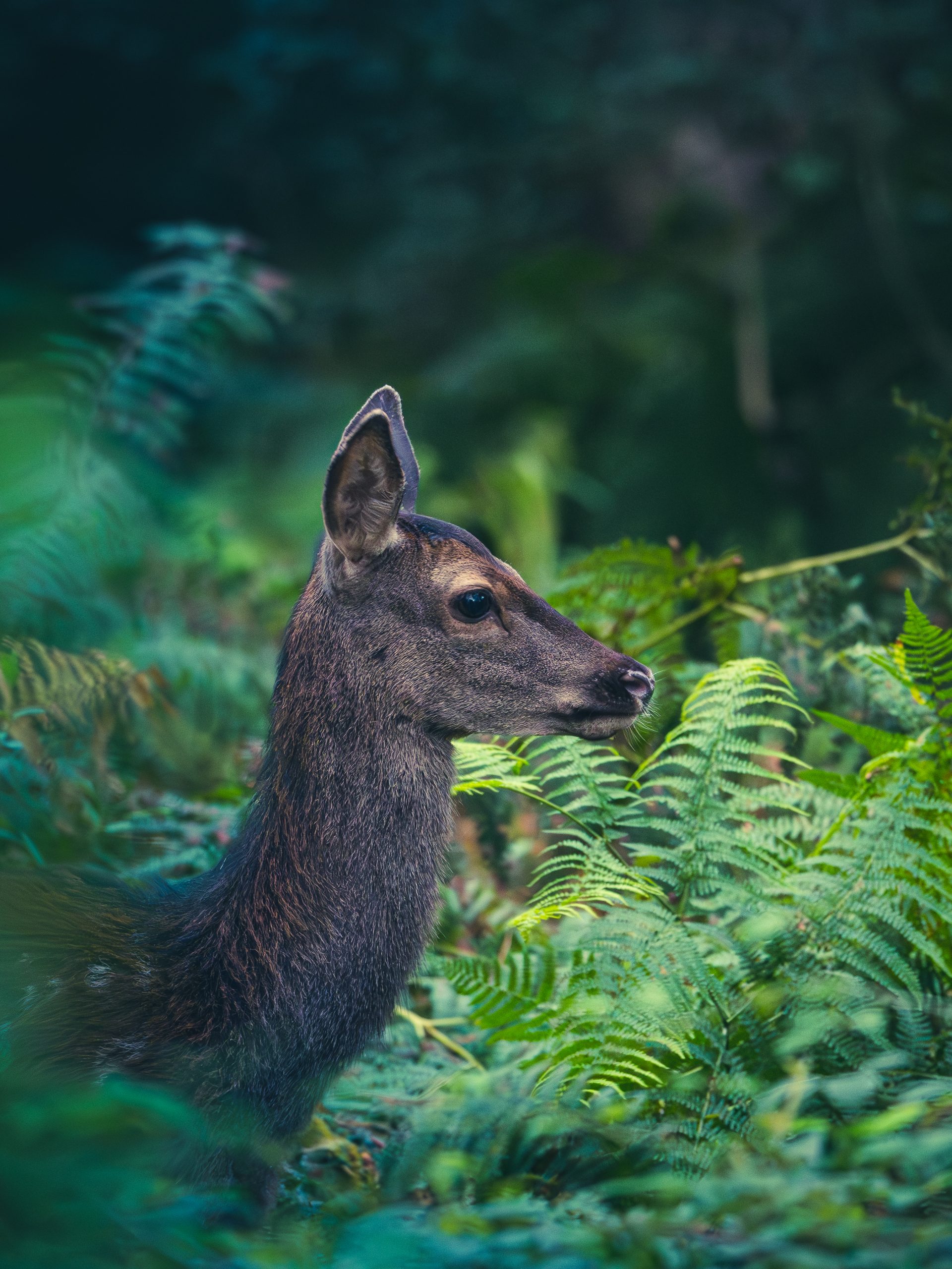 dsc 1542 avec accentuation bruit 2